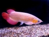 Live-Arowana-Fish-Available