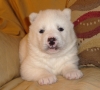 Siberian Husky puppies for adoption