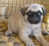 Charming-and-Cute-Pug-Available-to-go