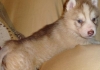 olinary-siberian-husky-Puppies-For-Sale-