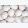 White-Eggs-For-Sale-