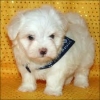 male-and-female-maltese-pups-for-new-homes