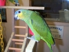 The Blue-fronted Amazon available.,,,,