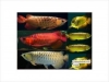 -Top-Quality-Asian-Red-RTG-Super-Red-Chili-Red-Golden-X-back-Arowanas-For-Sale-at-very-good-discount-prices-$350