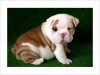 Affectionate-ENGLISH-BULLDOG-Puppies-For-A-New-Home-