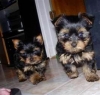 Adorable-Male-and-Female-Teacup-Yorkie-