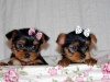 Nice-looking-yorkie-pups-available-to-a-good-home