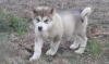 Quality-Siberian-Huskies-For-A-Good-Homes-text-us-via-817-617-8625