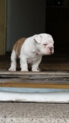 Adorable-AKC-English-Bulldog-Puppy