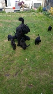 Registered-Black-Russian-Terrier-Puppies-for-sale